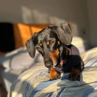 Photo of Ollie