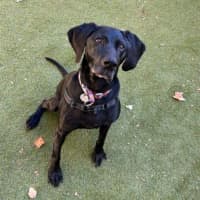Photo of Olive