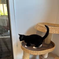 Photo of Pookie Meet Me@Petstock Mornington Nepean Hwy 