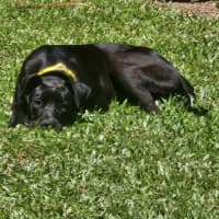 Photo of Sully