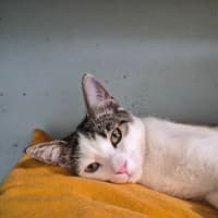 Photo of Whiskers