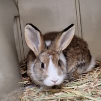 Photo of Catherine Willows