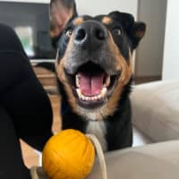 Photo of Draco