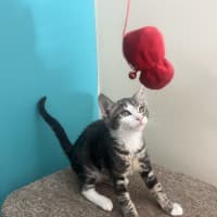 Photo of Cheeto   Now At Pet Quarters Rutherford