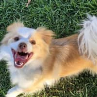 Photo of Oliver