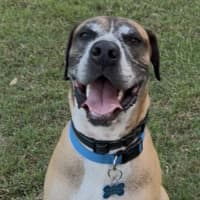 Photo of Duke *$250 Adoption Fee*