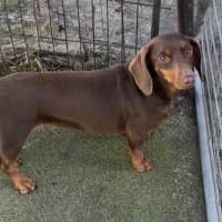Photo of Ruby