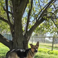Photo of Cosmo
