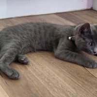 Photo of Potato * 9 Lives Project Rescue*