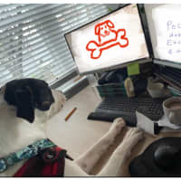 Photo of Poco 