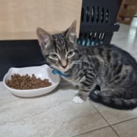 Photo of Hector