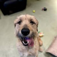 Photo of Penny