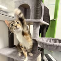 Photo of Saffron