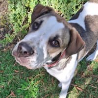 Photo of Clover *$350 Adoption Fee*