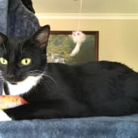 Photo of Piper