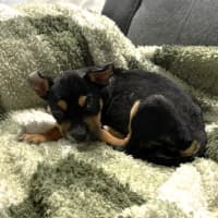 Photo of Maverick