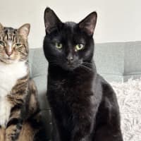 Photo of Milo   Malvern 