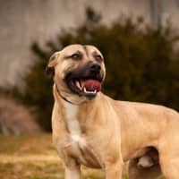 Photo of Banjo 
