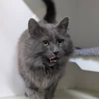 Photo of 🎩 Horatio 6189 🎩