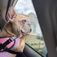 Photo of Luna Wensleydale