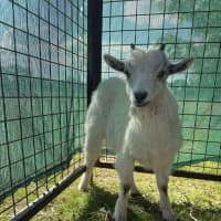 Photo of Rescued Goats
