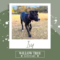 Photo of Ivy