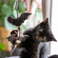 Photo of Ink