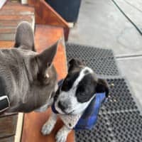 Photo of Shiela (Noo Noo)