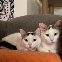 Photo of Minty, Ruby & Suki 
