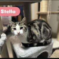 Photo of Stella   Pretty Tabby