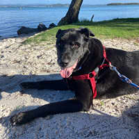 Photo of Bear   11 Year Old Labrador X