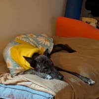 Photo of Tomi, The Greyhound