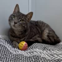 Photo of Cosmo
