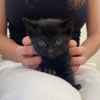 Photo of C1362 Harlow