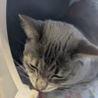 Photo of Juniper