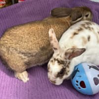 Photo of Cinnabun & Fawn