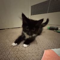 Photo of Chica