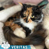 Photo of Veritas