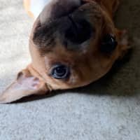 Photo of Clementine