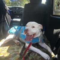 Photo of Romeo