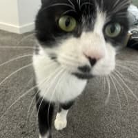 Photo of Misty
