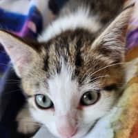 Photo of Bequin & Snorkel