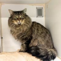 Photo of Lord Tubbington