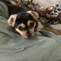 Photo of Bean   1 Year Old Chihuahua X