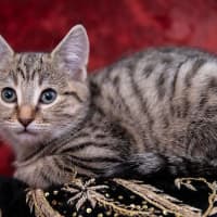 Photo of Loki