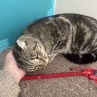 Photo of Kandos Now At Thornton Pet Quarters