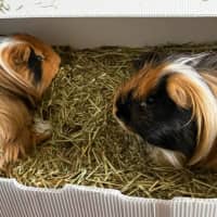 Photo of Fabio / Fonz