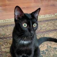 Photo of Otis