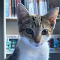 Photo of Mattise