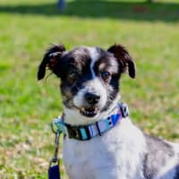 Photo of Bolt